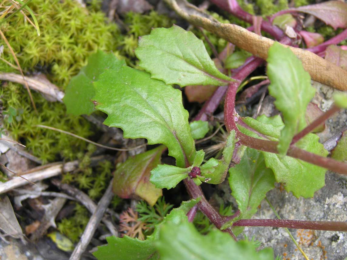Senecio leucanthemifolius